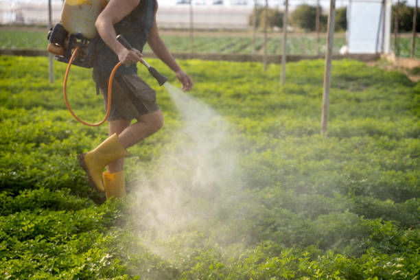 Best Wasp Removal Services  in Roosevelt Park, MI