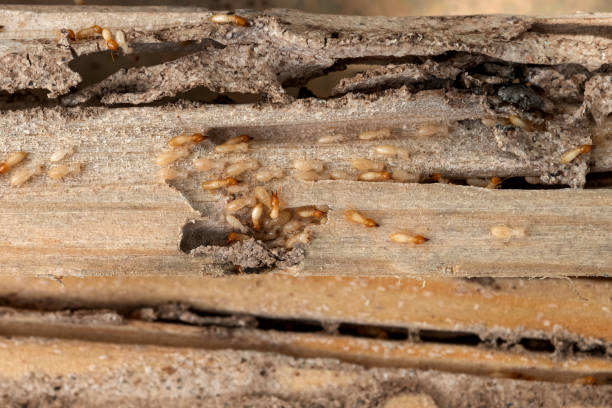 Best Flea Control Services  in Roosevelt Park, MI